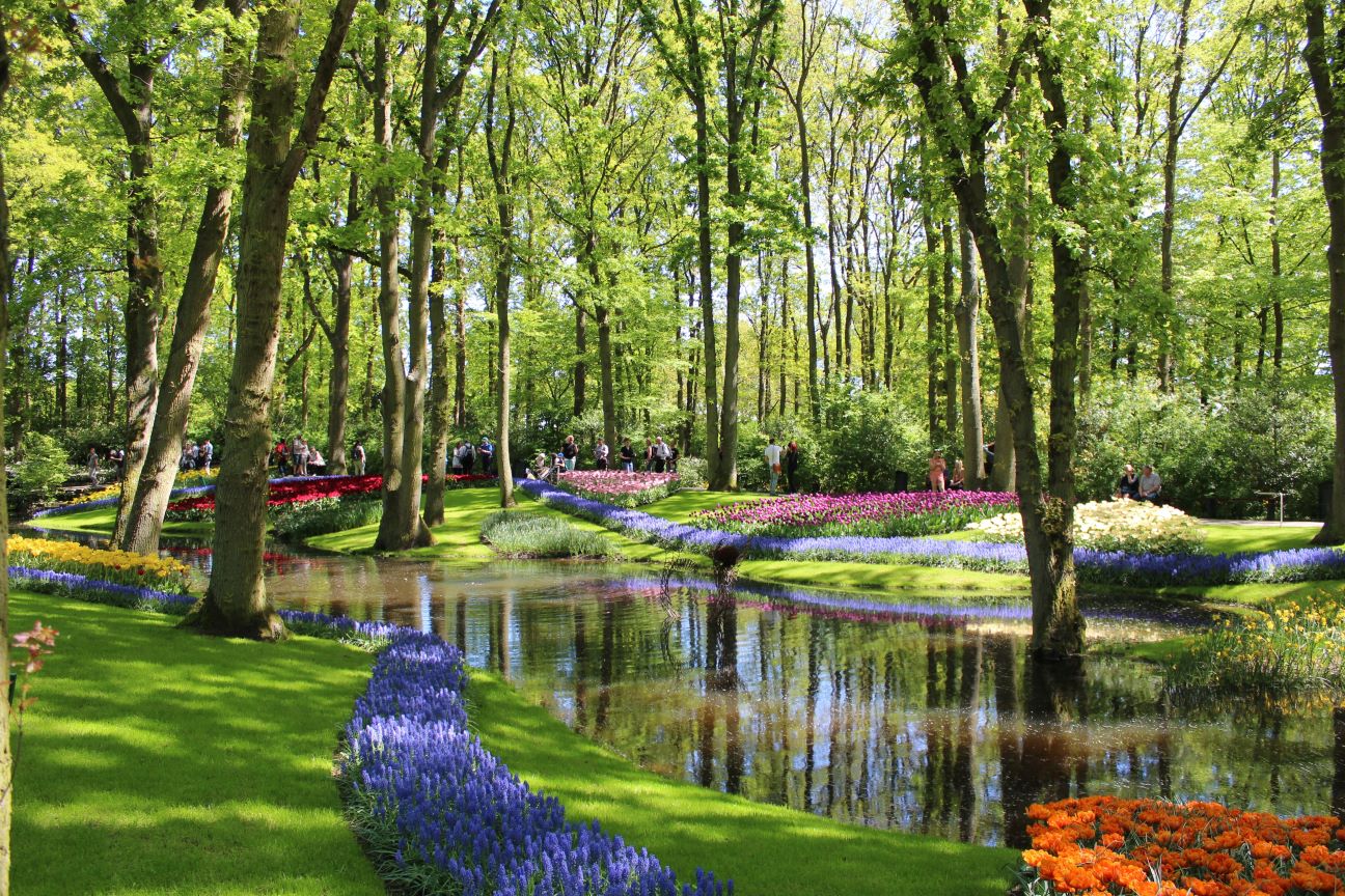 Tulpanblomning langs vatten i Holland